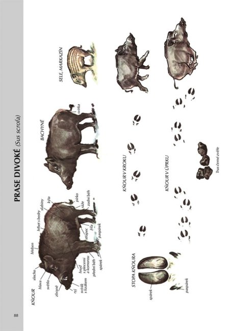 Myslivecká zoologie