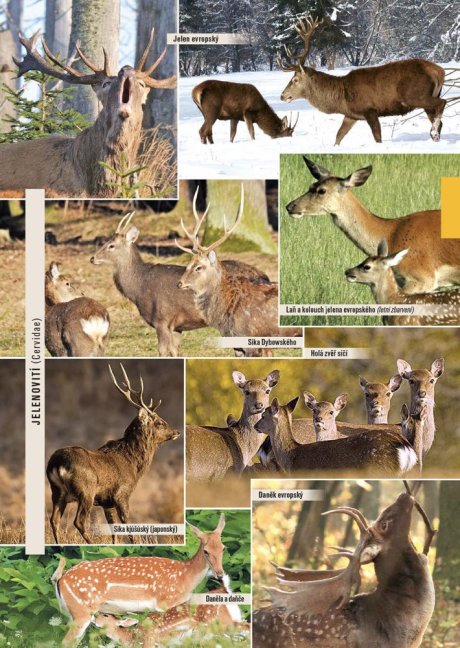 PENZUM – Myslivost pro teorii a praxi – XIX. vydání