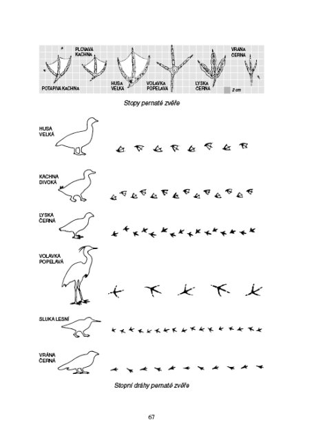 Zoologie lesnická - Obratlovci - praktická část