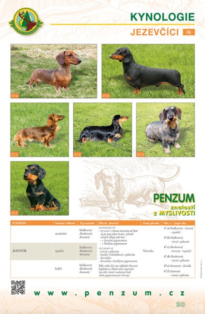 Názorný výukový panel – Kynologie / jezevčíci