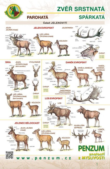 Názorný výukový panel – Zvěř srstnatá / spárkatá / parohatá