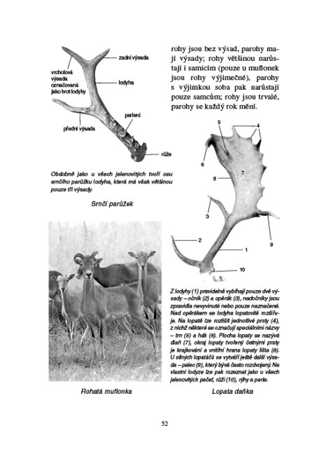 Zoologie lesnická - Obratlovci - praktická část