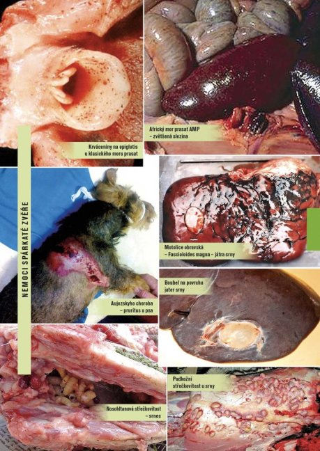 PENZUM – Myslivost pro teorii a praxi – XIX. vydání