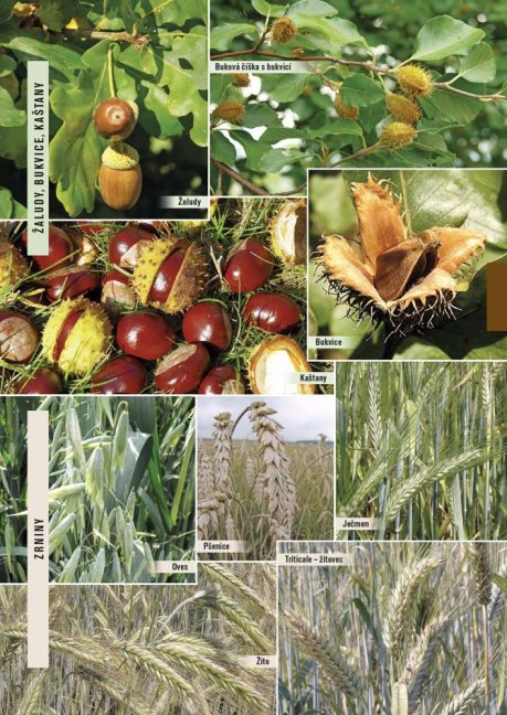 PENZUM – Myslivost pro teorii a praxi – XIX. vydání