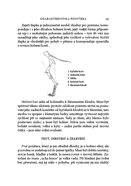 Pointer a jeho předkové