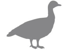 Piktogram – Divoká husa