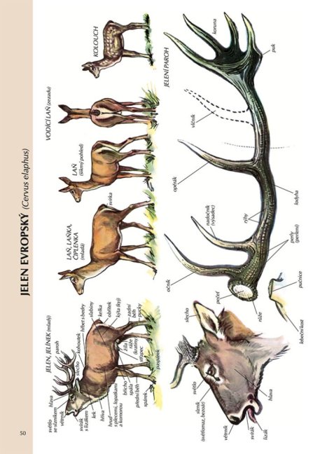 Myslivecká zoologie