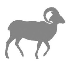 Piktogram – Muflon